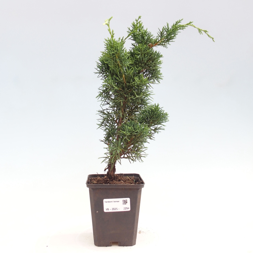 Vonkajšie bonsai - Juniperus chinensis Kishu -Jalovec čínsky