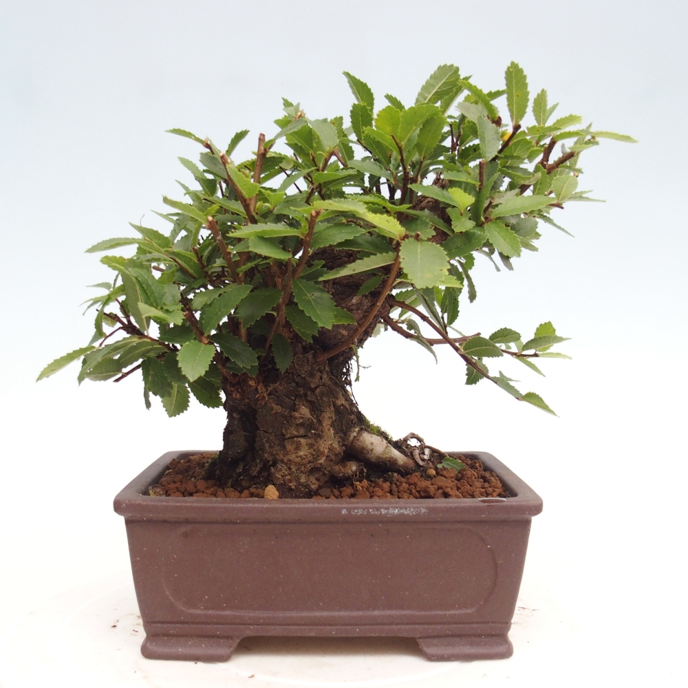 Vonkajšie bonsai - Zelkova - Zelkova Nirom
