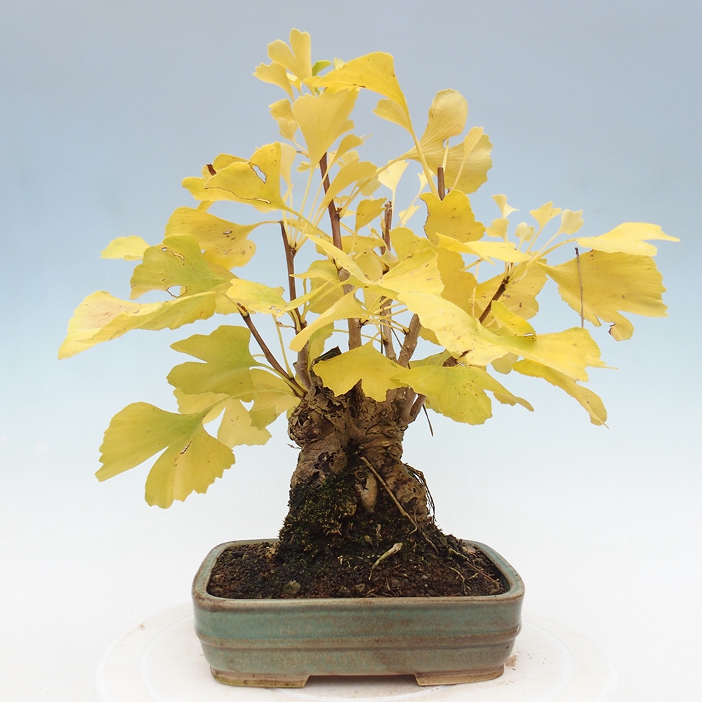 Vonkajšie bonsai - Ginko dvojlaločné - Ginkgo biloba