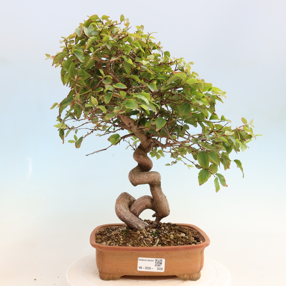 Vonkajšie bonsaje -Carpinus CARPINOIDES - Hrab kórejský