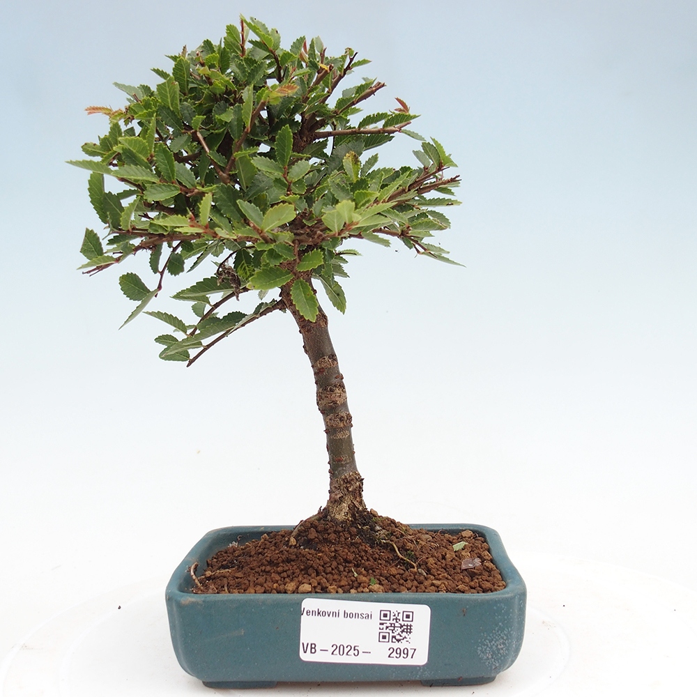 Vonkajší bonsai - Ulmus parvifolia Sagei - Malolistý brest