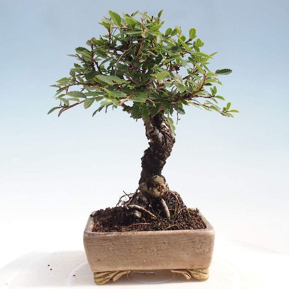 Vonkajšie bonsai - Zelkova - Zelkova Nirom