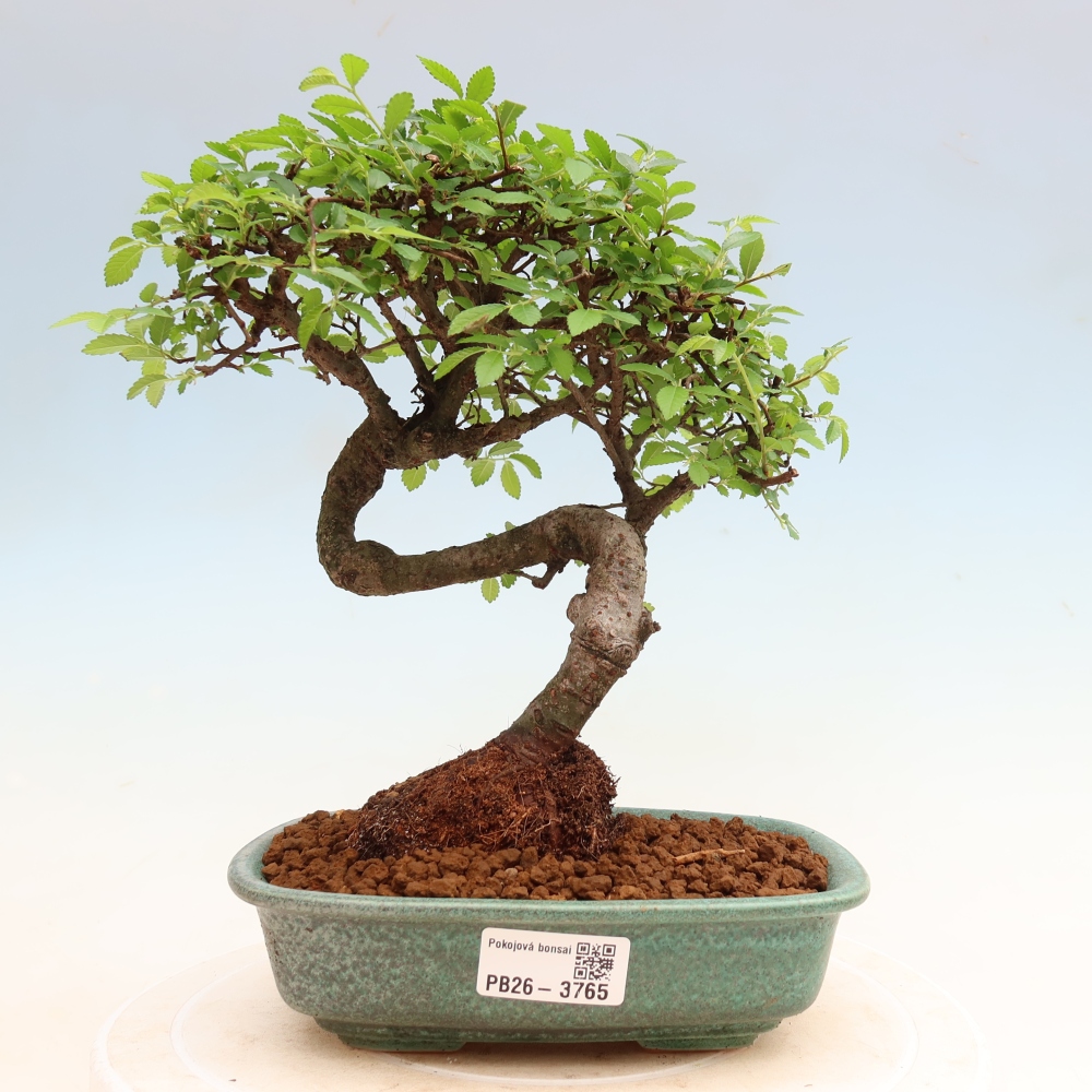 Izbový bonsaj - Ulmus parvifolia - brest malolistý