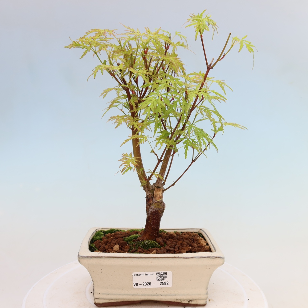 Vonkajší bonsai – Acer palmatum Dissectum – javor dlaňolistý 