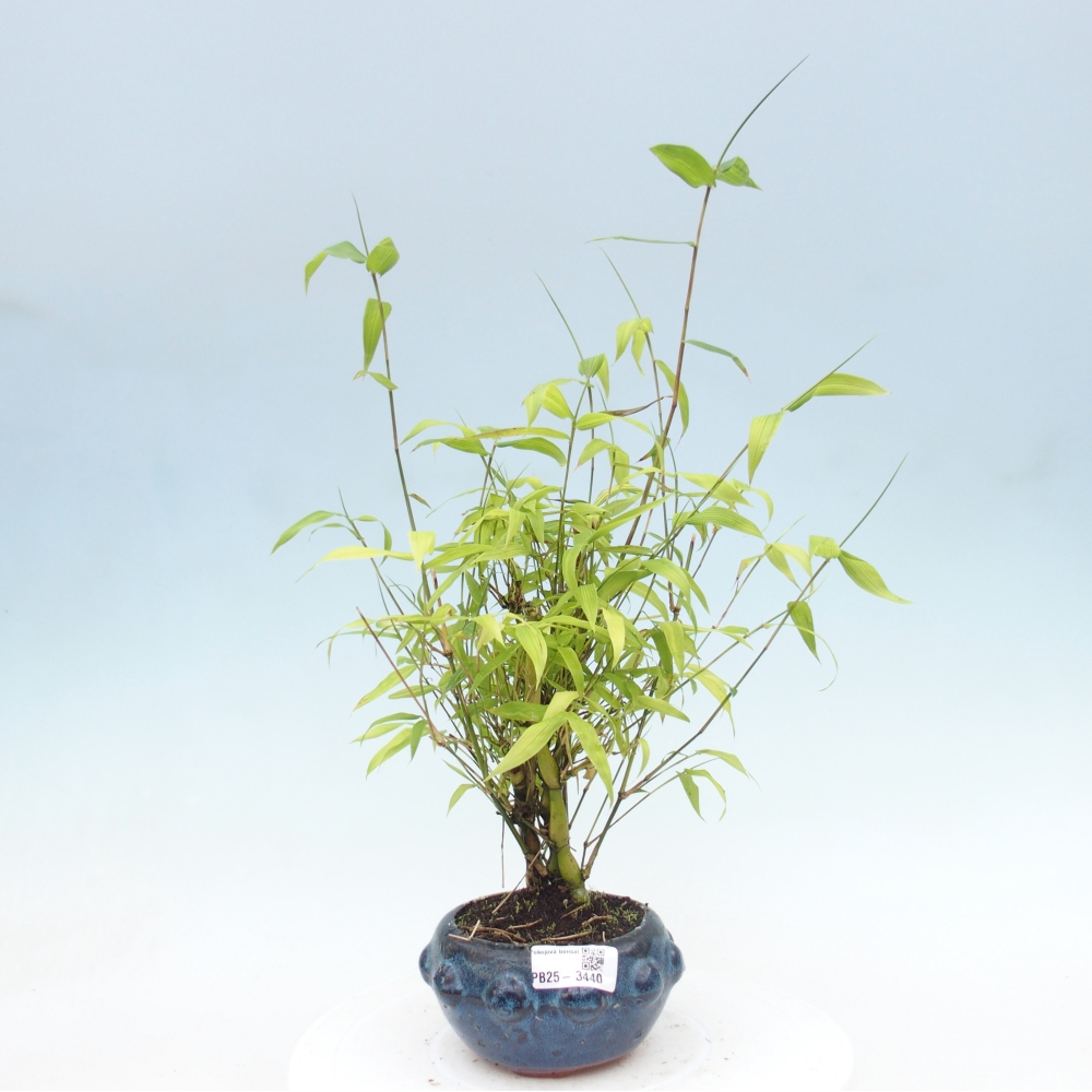 Izbové bonsaje - Bambusové brucho - Bambusové brucho