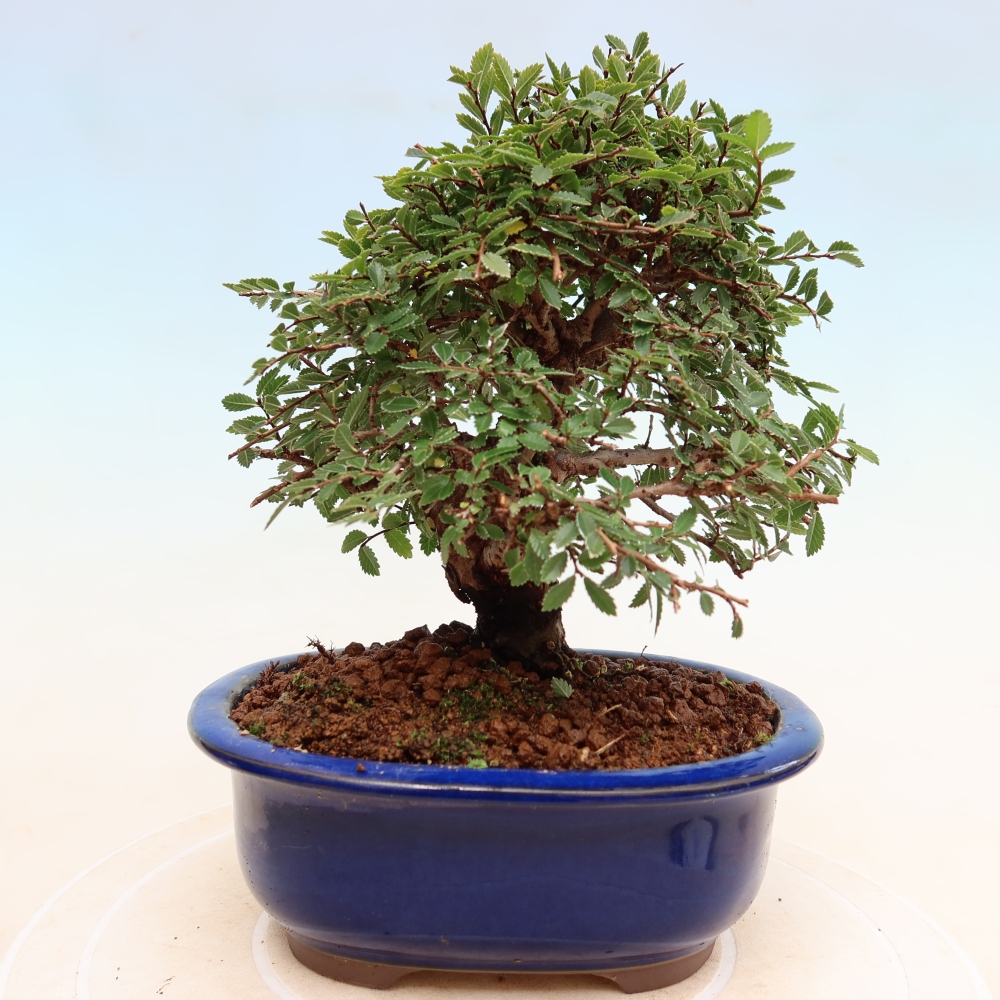 Vonkajšie bonsaje - Zelkova - Zelkova NIRE