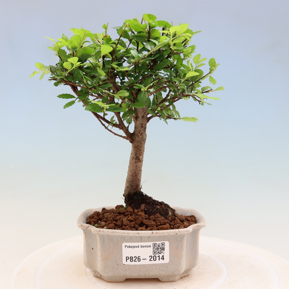 Izbový bonsaj - Ulmus parvifolia - brest malolistý