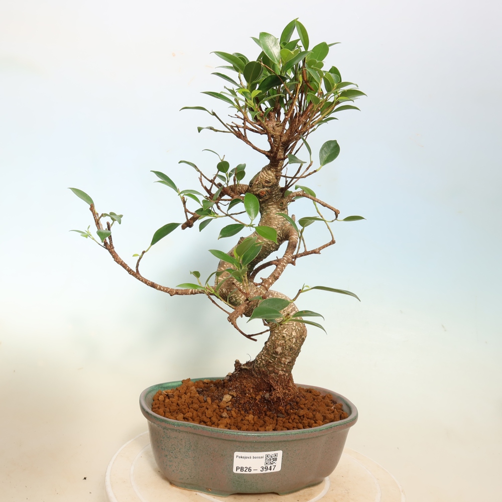 Izbové bonsaje - Ficus kimmen - drobnolistý fikus