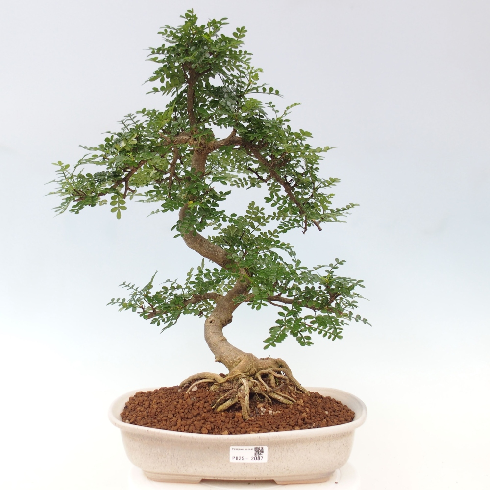 Izbová bonsai - Zantoxylum piperitum - korenistý