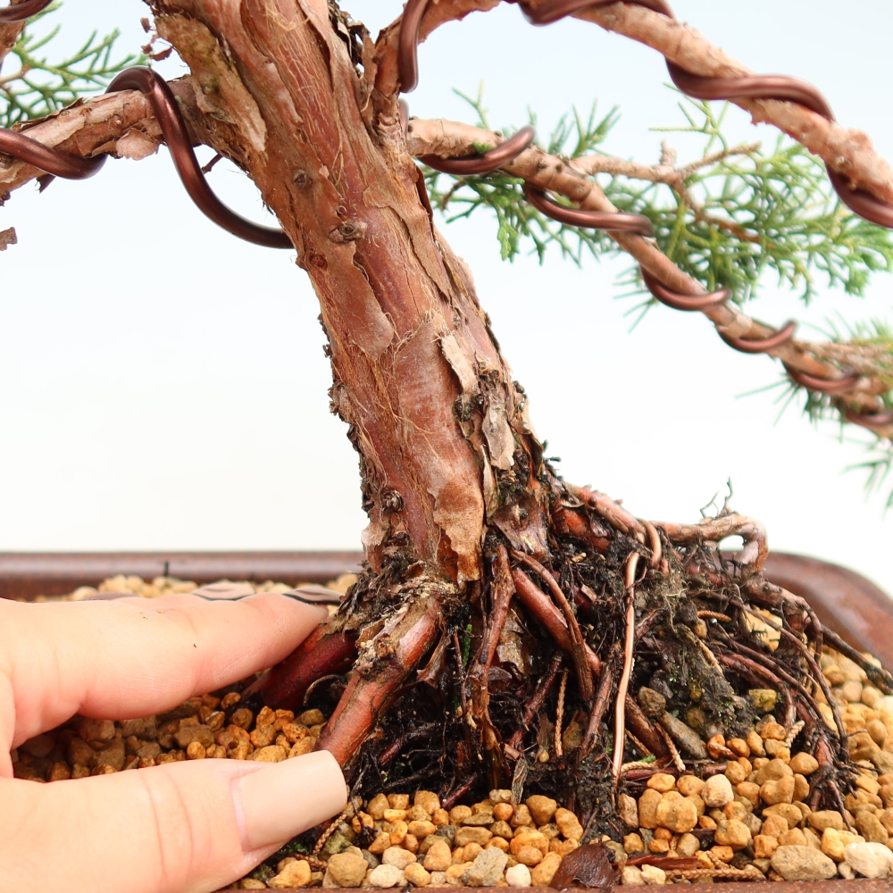 Vonkajší bonsaj - Juniperus chinensis Kishu