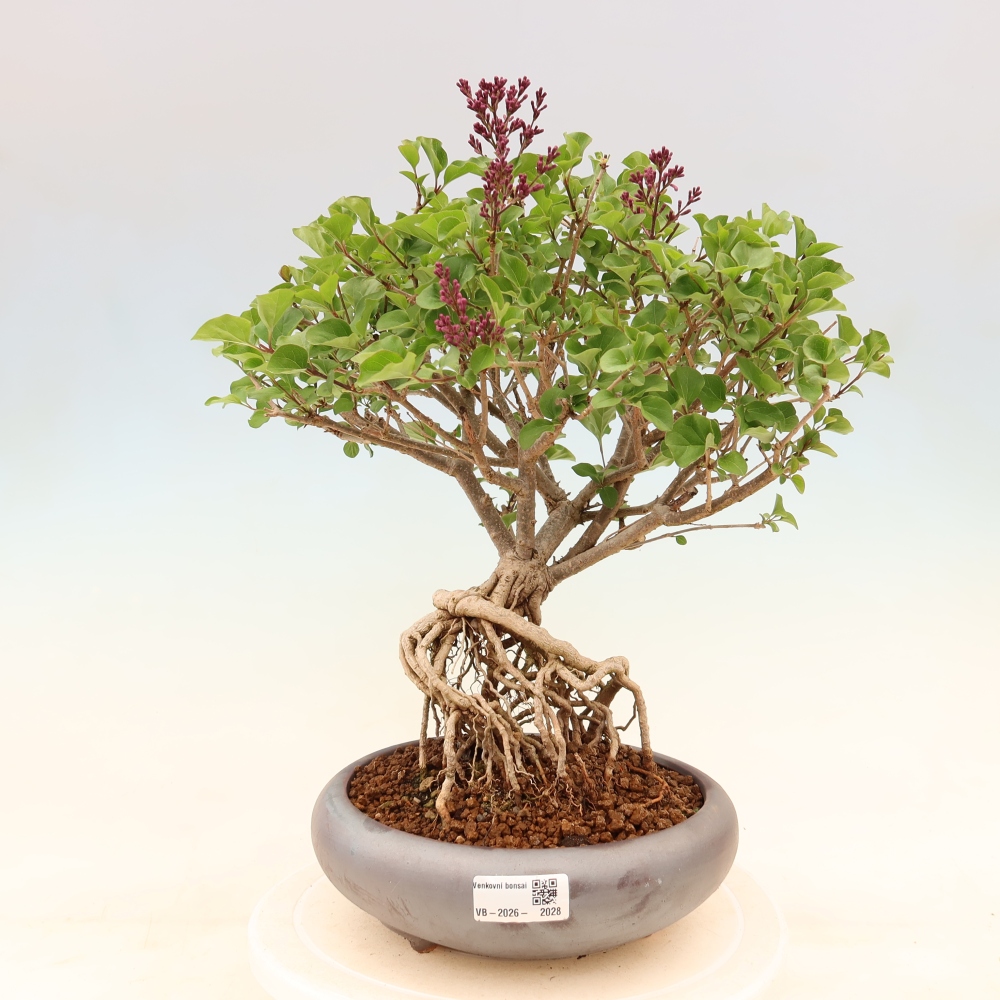 Vonkajší bonsaj - Syringa microphylla - drobnokvetý šeřík