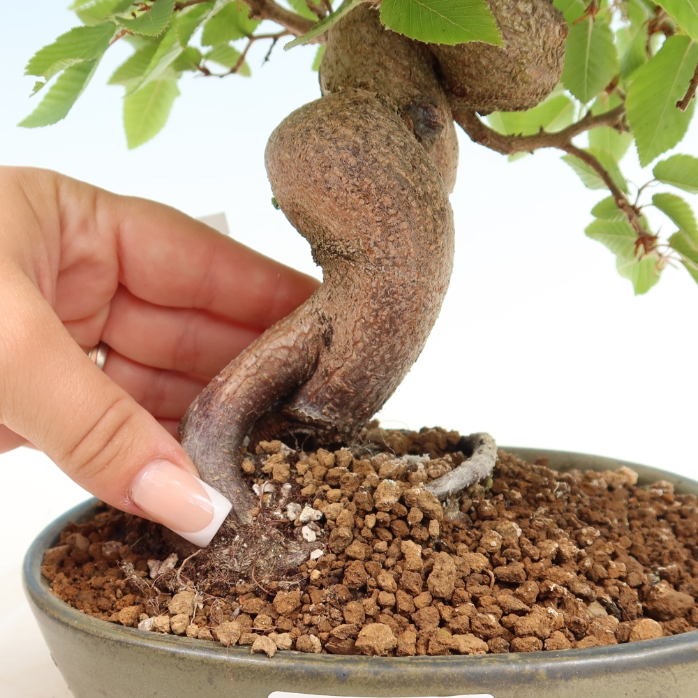 Vonkajší bonsaj -Carpinus coreana - Hrab kórejský