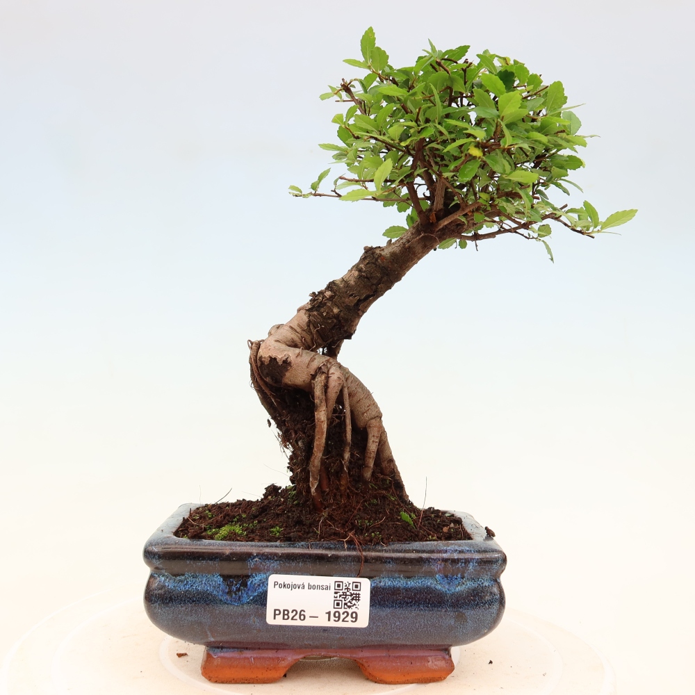 Izbový bonsaj - Ulmus parvifolia - brest malolistý