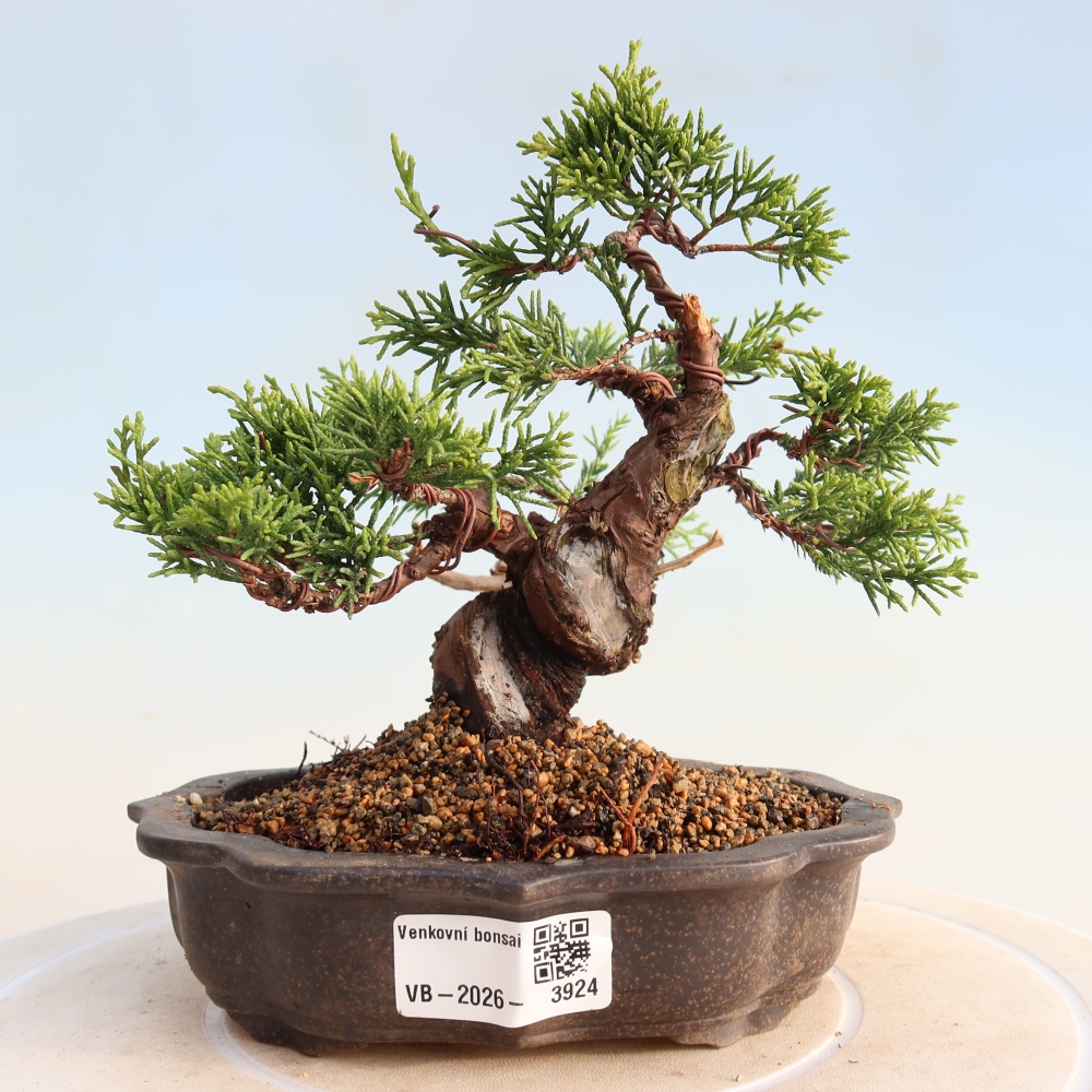 Vonkajší bonsai - Juniperus chinensis Itoigawa -Jalovec čínsky