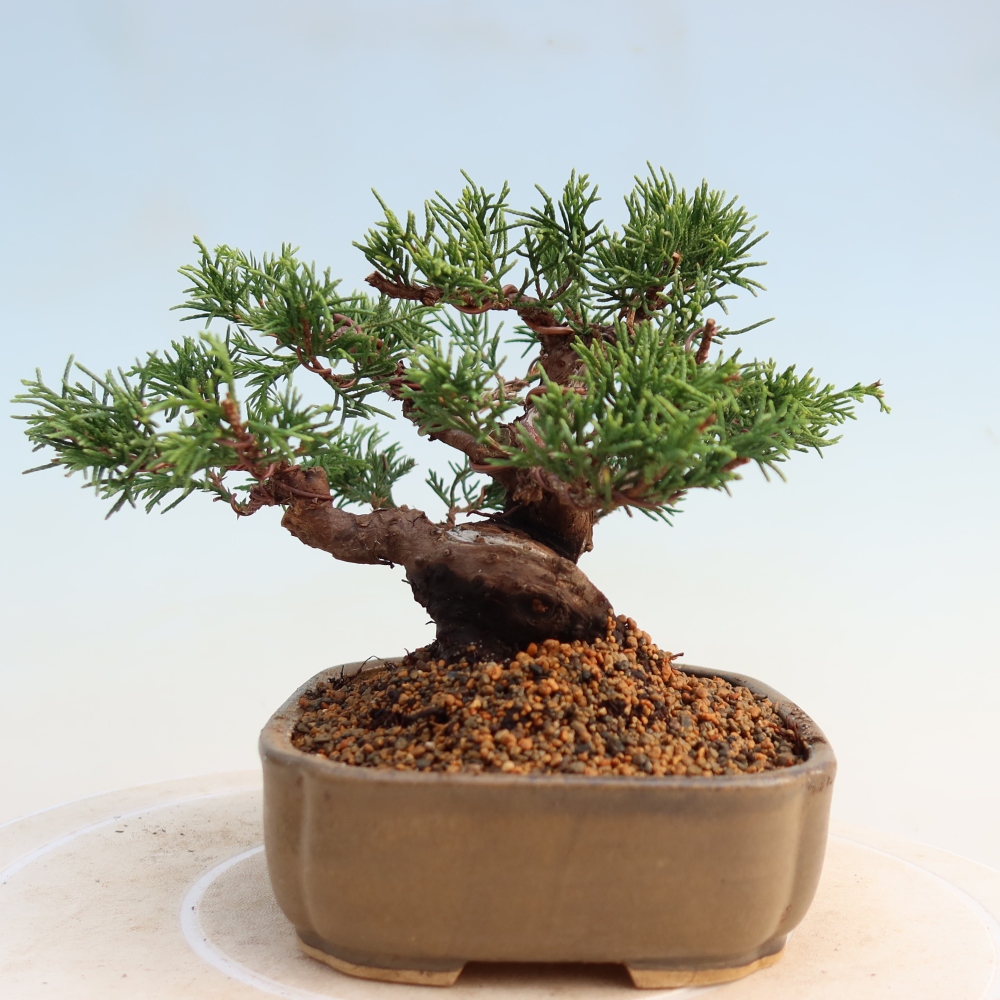 Vonkajší bonsai - Juniperus chinensis Itoigawa -Jalovec čínsky