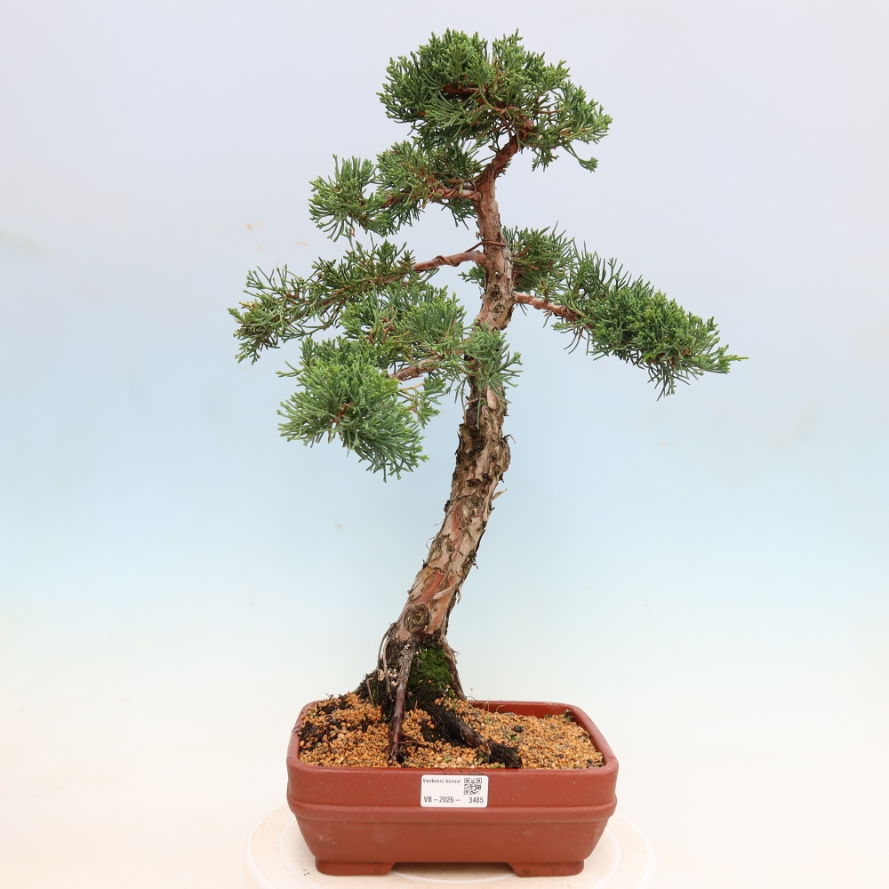 Vonkajší bonsaj - Juniperus chinensis Kishu
