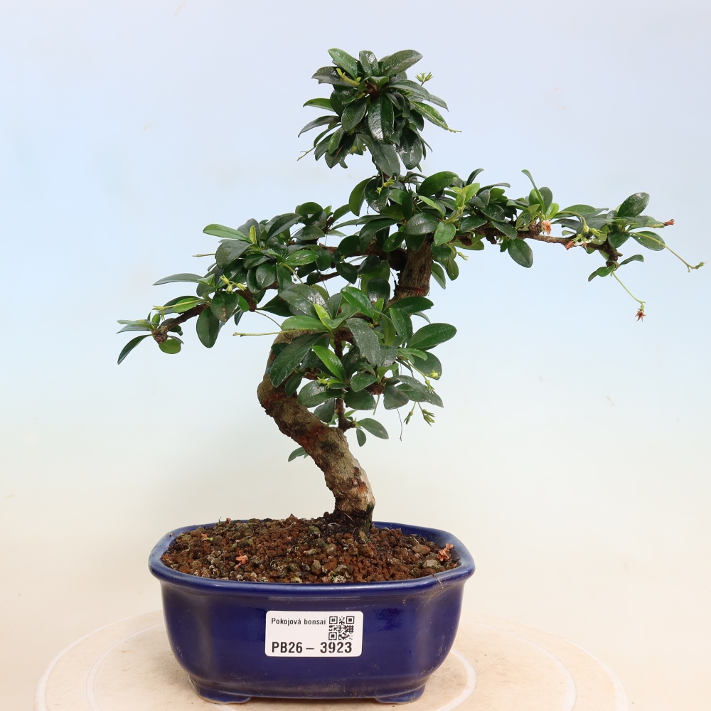 Izbové bonsaje - Carmona macrophylla - Tea fuki