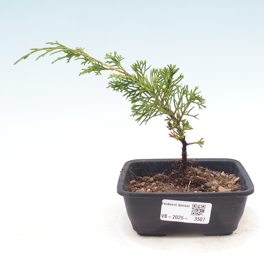 Vonkajší bonsaj - Juniperus chinensis Itoigawa