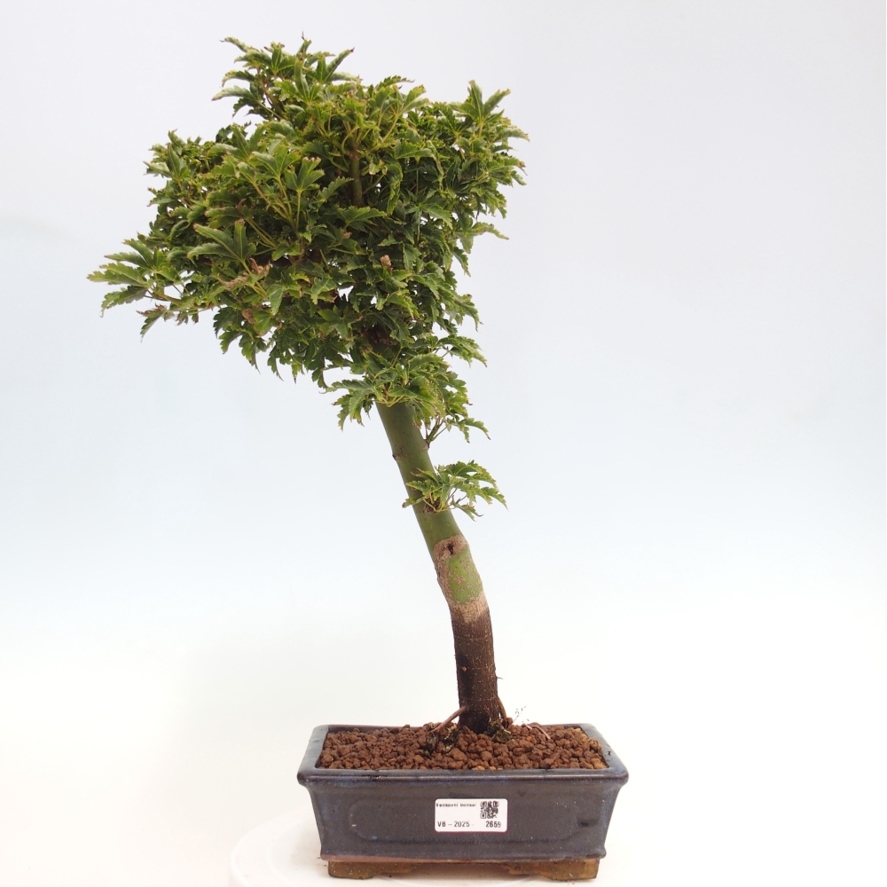 Vonkajší bonsai -Javor dlanitolistý Acer palmatum Shishigashira