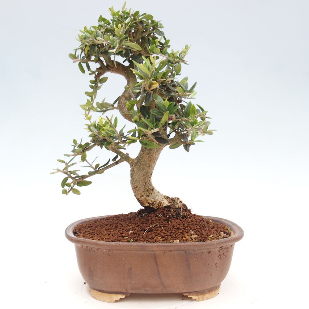 Izbová bonsai - Olea europaea sylvestris -Oliva evropská drobnolistá