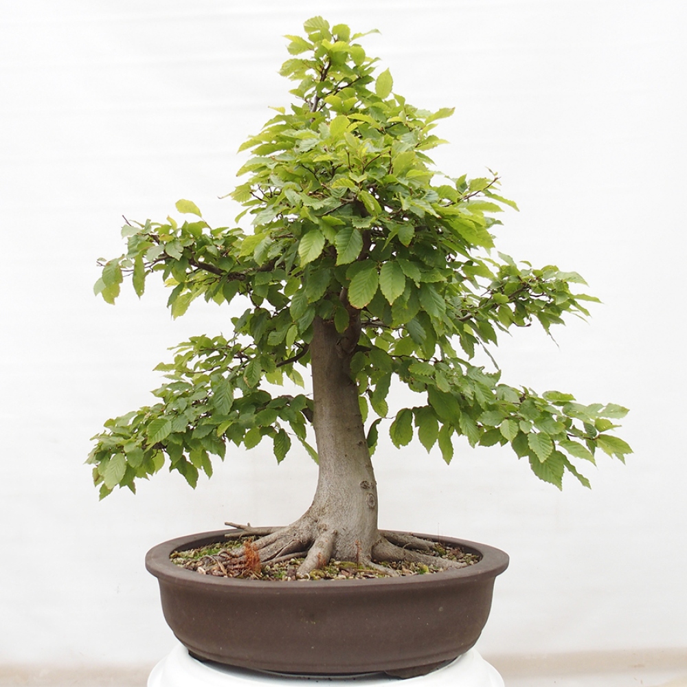 Vonkajší bonsai - Hrab obyčajný - Carpinus betulus