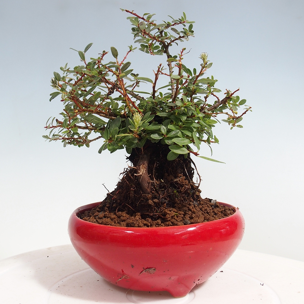 Vonkajšie bonsai - Salix - Vŕba