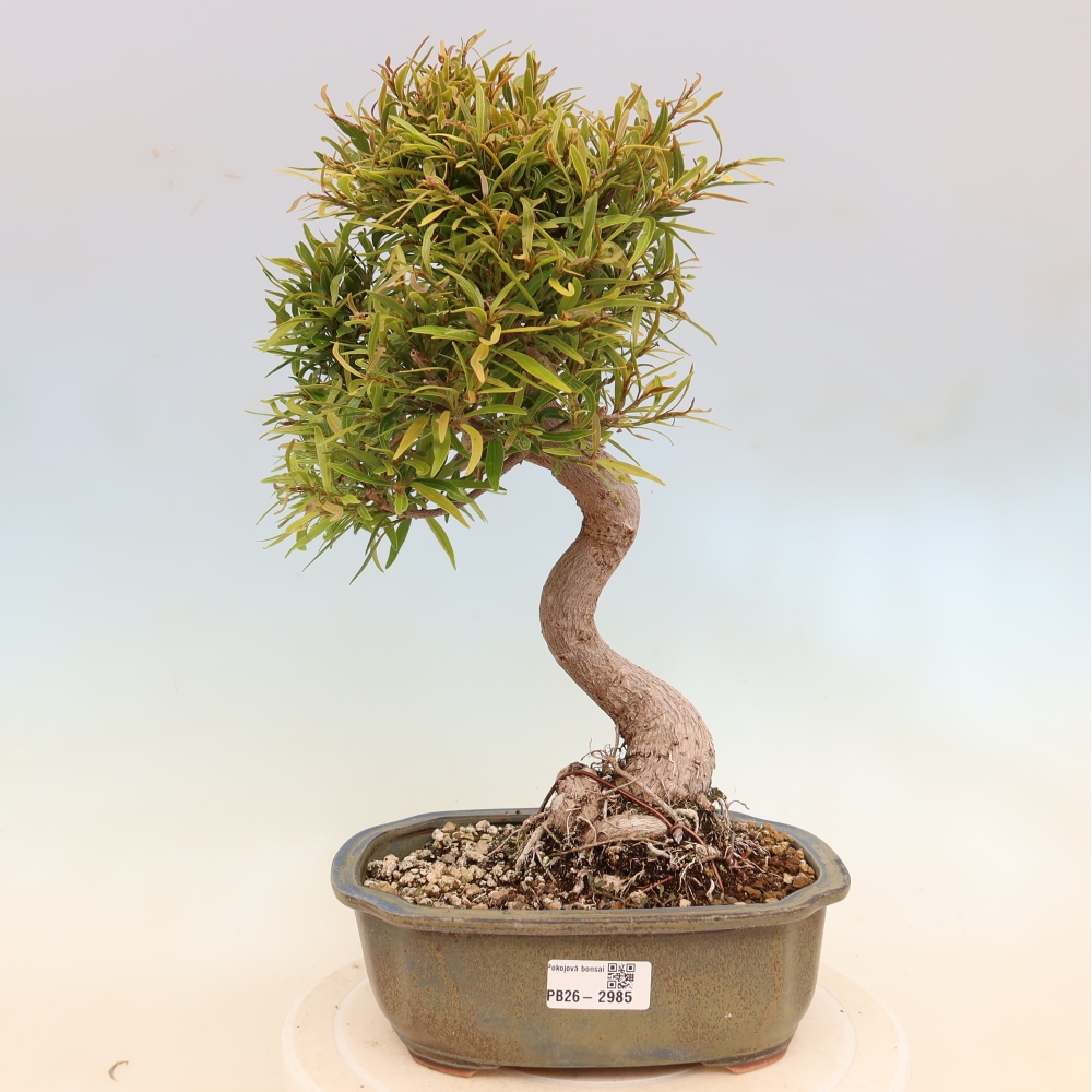 Izbové bonsaje - Ficus nerifolia - fíkus drobnolistý
