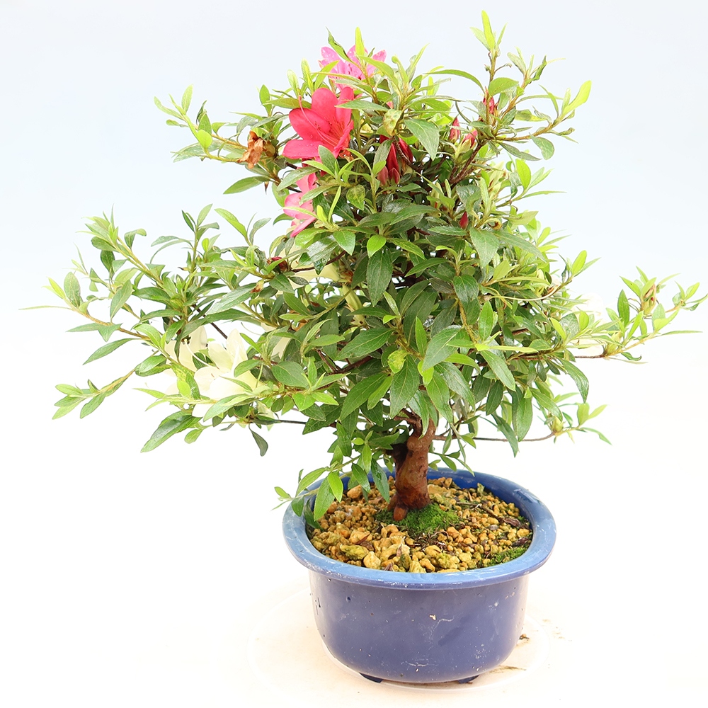 Vonkajšie bonsaje - Japonské azalky - Azalea Suigootome