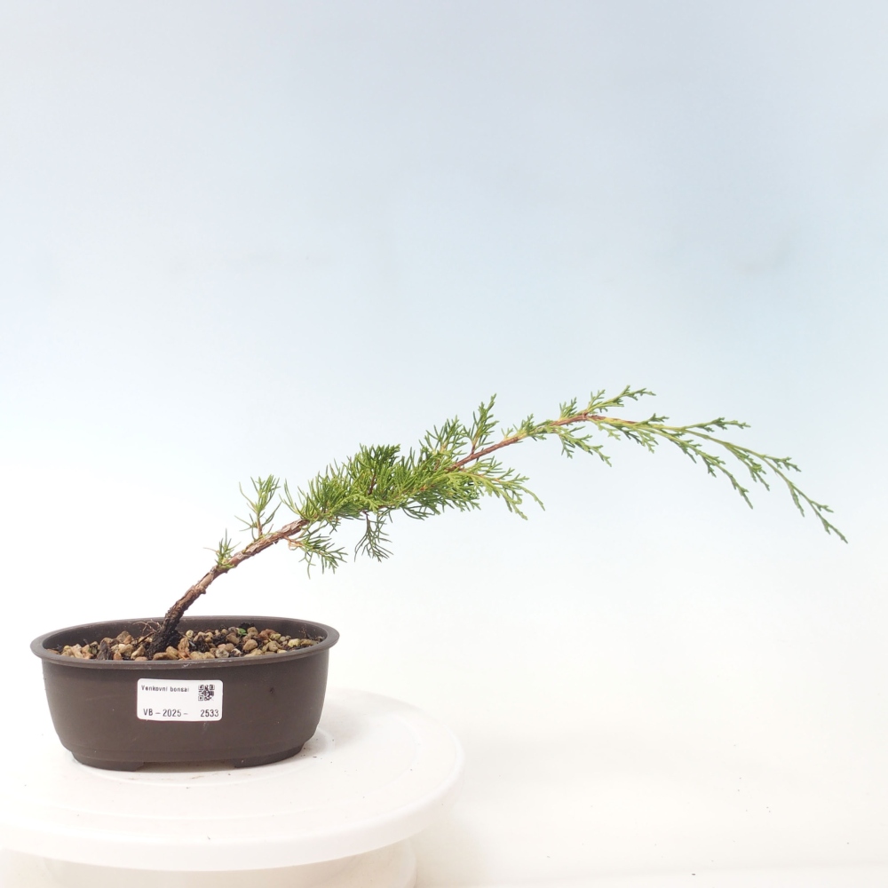 Vonkajší bonsai - Juniperus chinensis Itoigawa -Jalovec čínsky