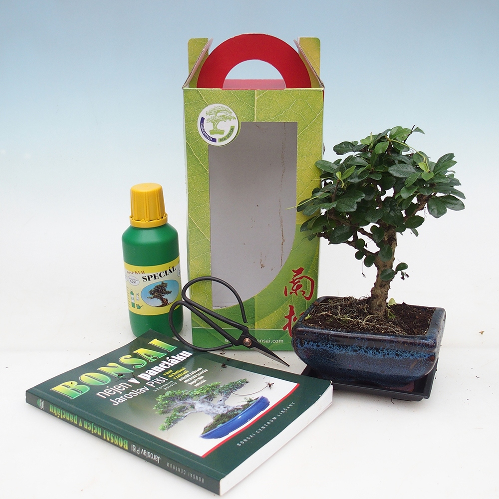 Izbový bonsaj v darčekovej krabičke Carmona microphylla - Tea fuki