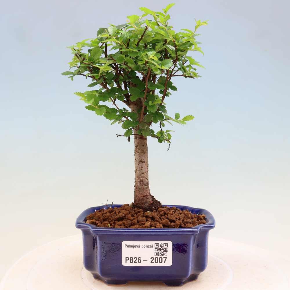 Izbový bonsaj - Ulmus parvifolia - brest malolistý
