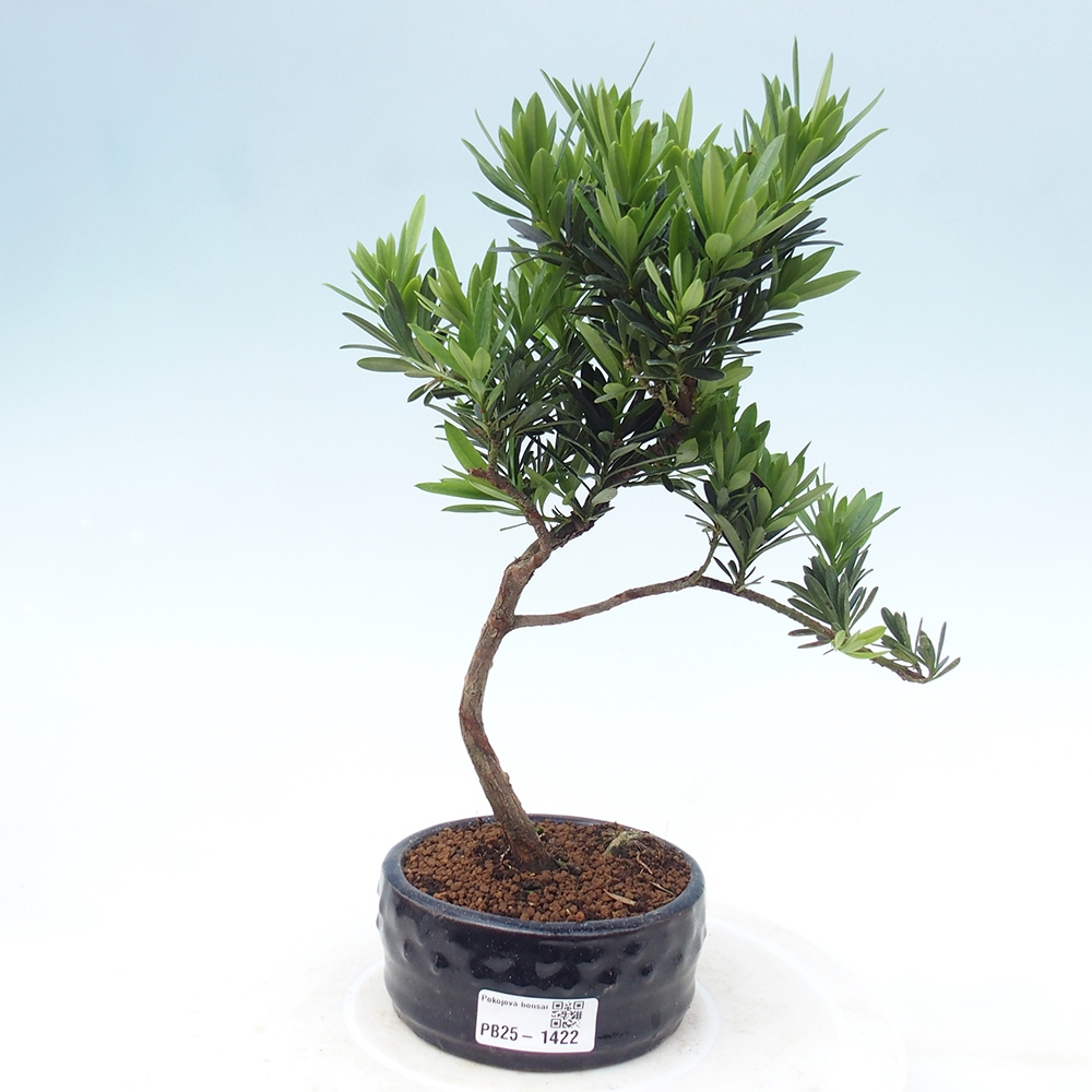 Izbová bonsai - Podocarpus - Kamenný tis
