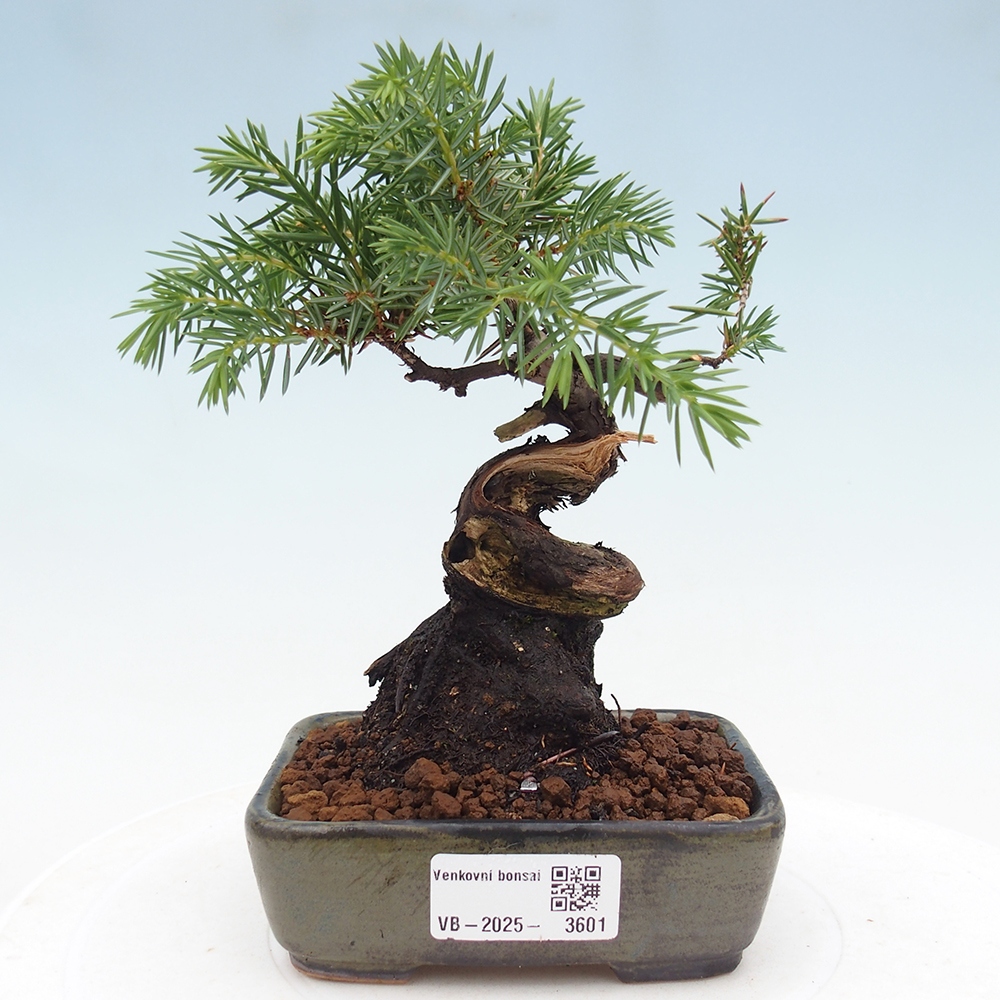 Vonkajšie bonsai - Jalovec Rigid - Juniperus Rigid