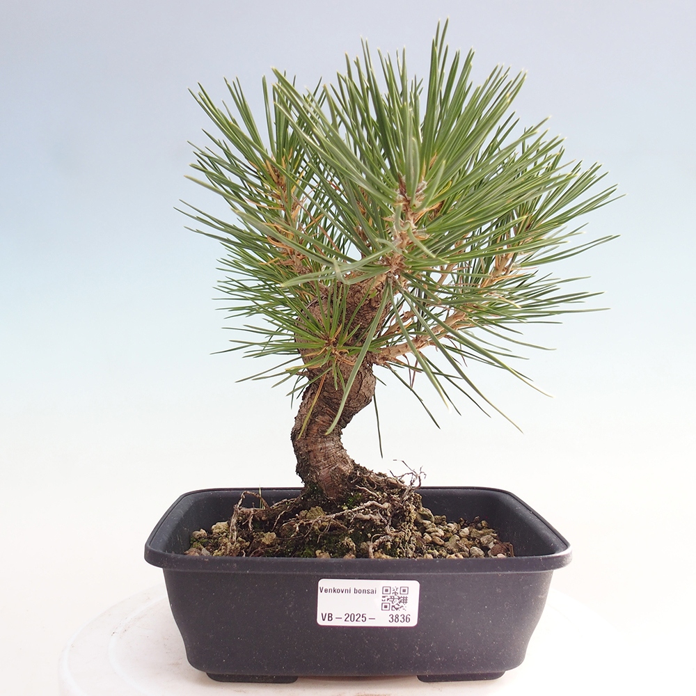 Vonkajšie bonsaje - Pinus thunbergii - borovica Thunbergova