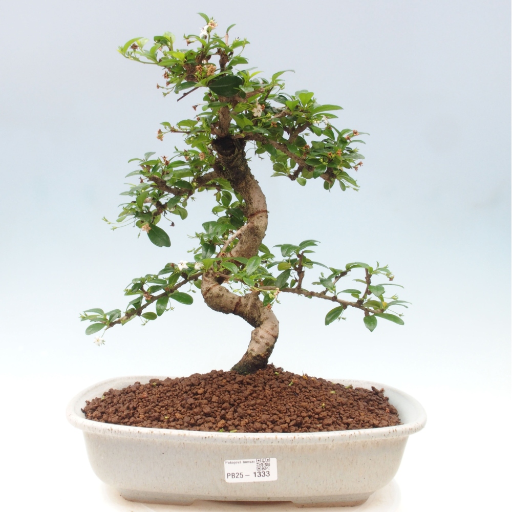 Izbová bonsai - Carmona macrophylla - Čaj fuki