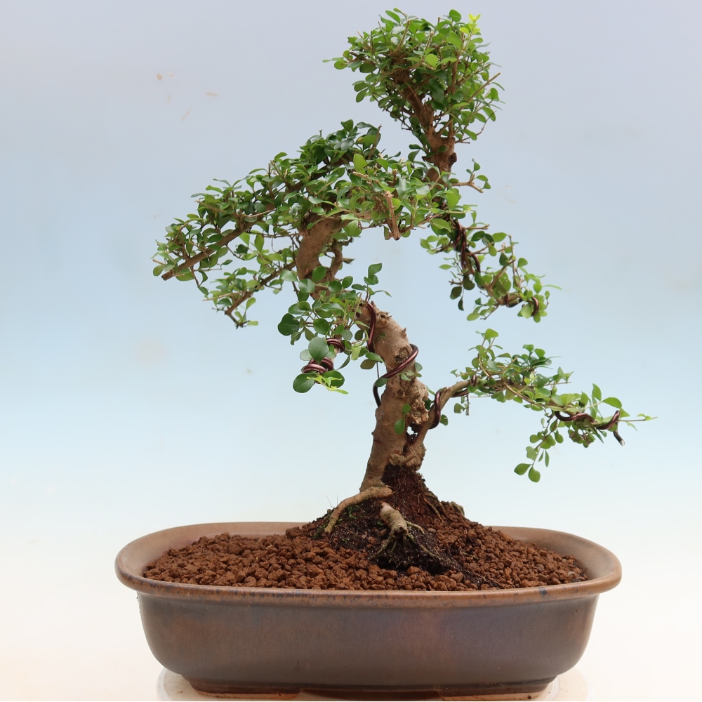 Izbový bonsaj -Ligustrum retusa - drobnolistý vtáčí zob