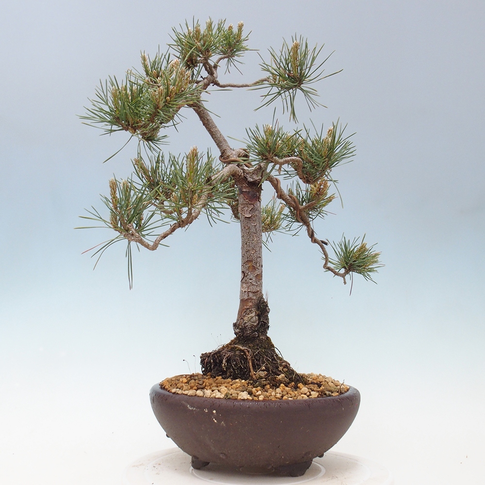 Vonkajšie bonsai - Pinus Sylvestris - Borovica lesná