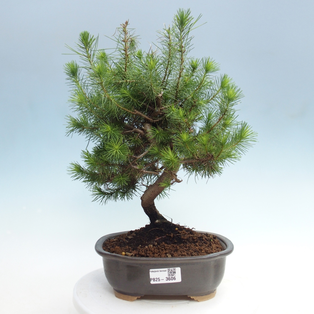 Izbový bonsaj - Pinus halepensis - Borovica aleppská