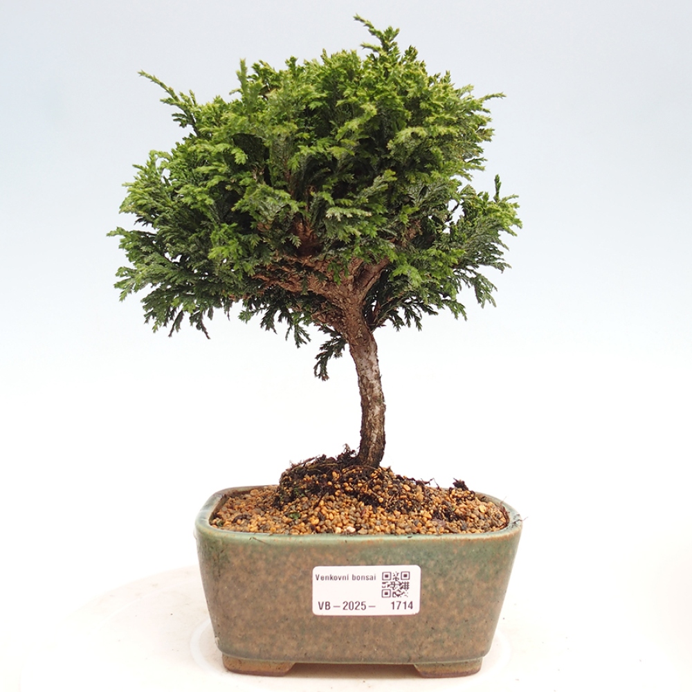 Vonkajší bonsai - Cham.pis Parslori - Cyprus