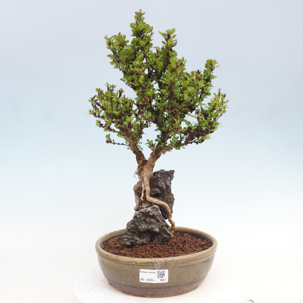 Vonkajšie bonsaje - Berberis coreana