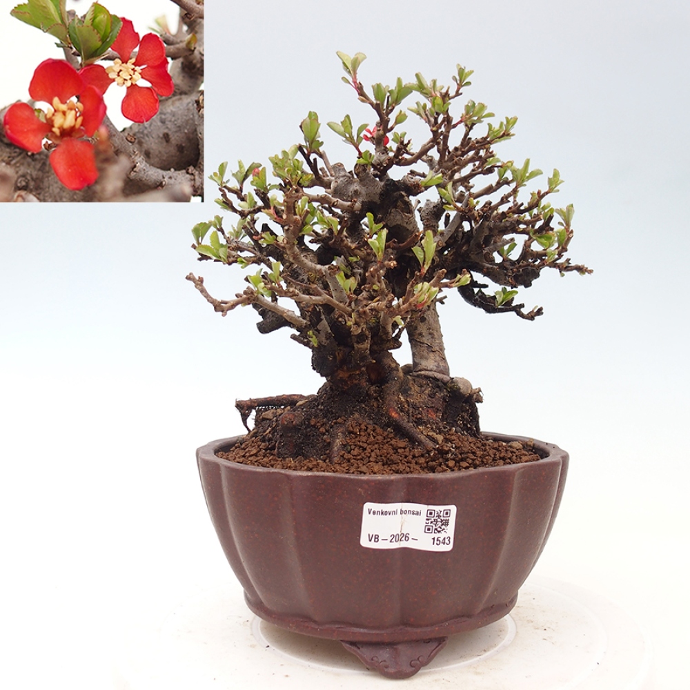 Vonkajšie bonsaje - Chaneomeles speciosa - Kdoule