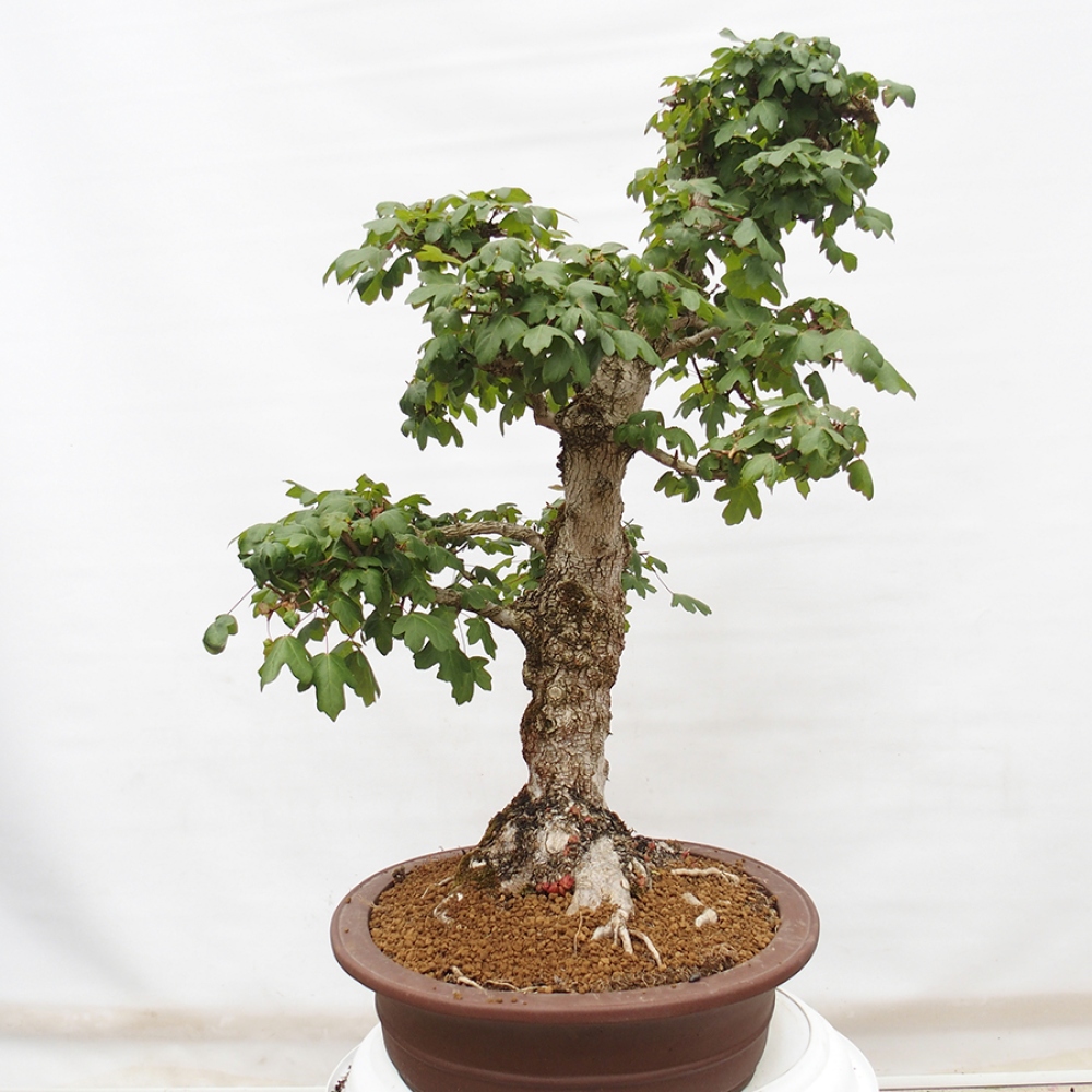 Vonkajší bonsai -Javor babyka - Acer campestre