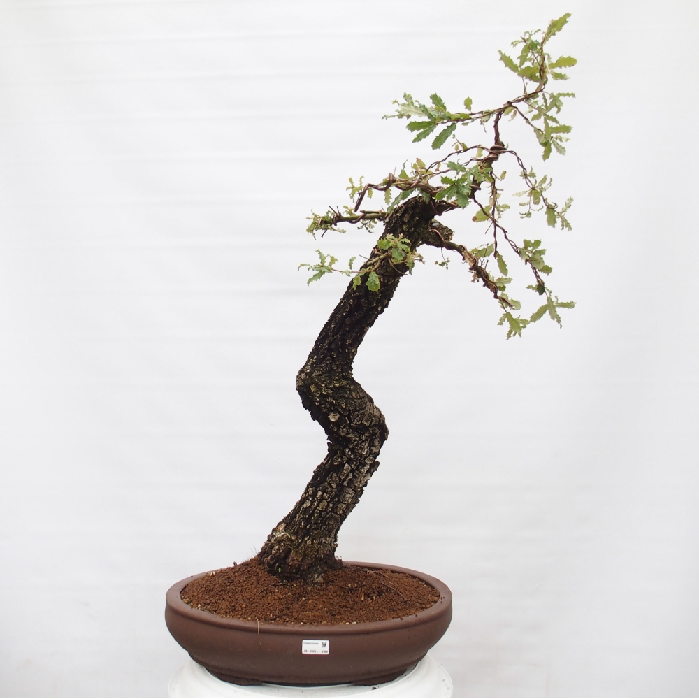 Yamadori - Quercus Ilex -Dub cezmínovitý