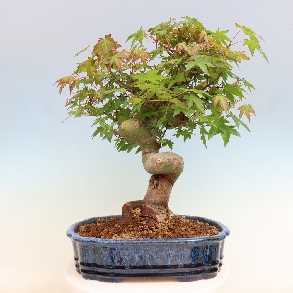 Vonkajšie bonsaje - Javor Burger - Acer Burgerianum