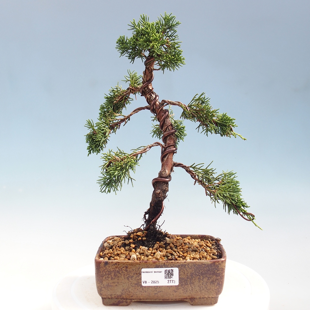 Vonkajší bonsai - Juniperus chinensis Kishu -Jalovec čínsky