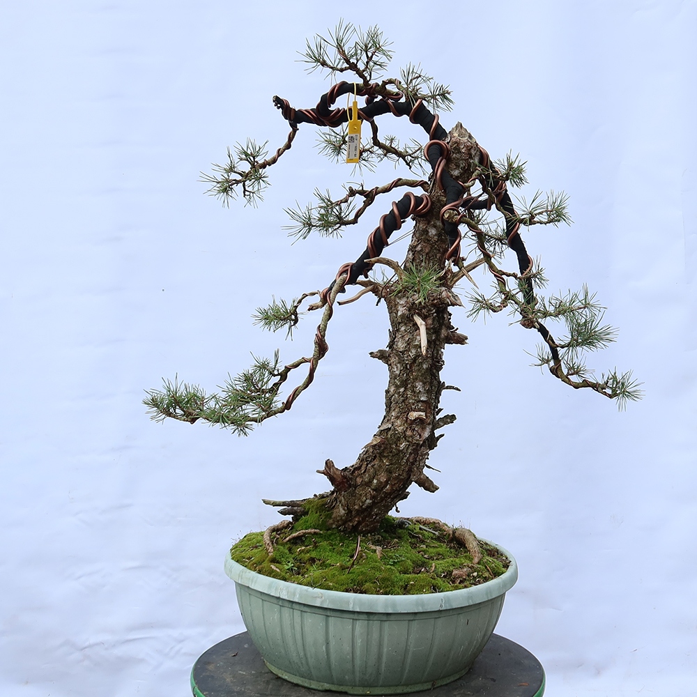 Pinus sylvestris Španielsko – borovica lesná
