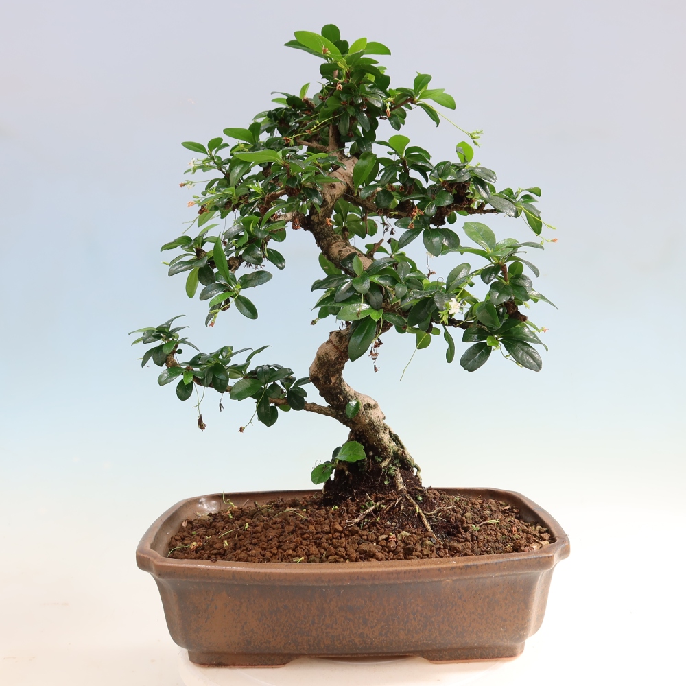 Izbové bonsaje - Carmona macrophylla - Tea fuki