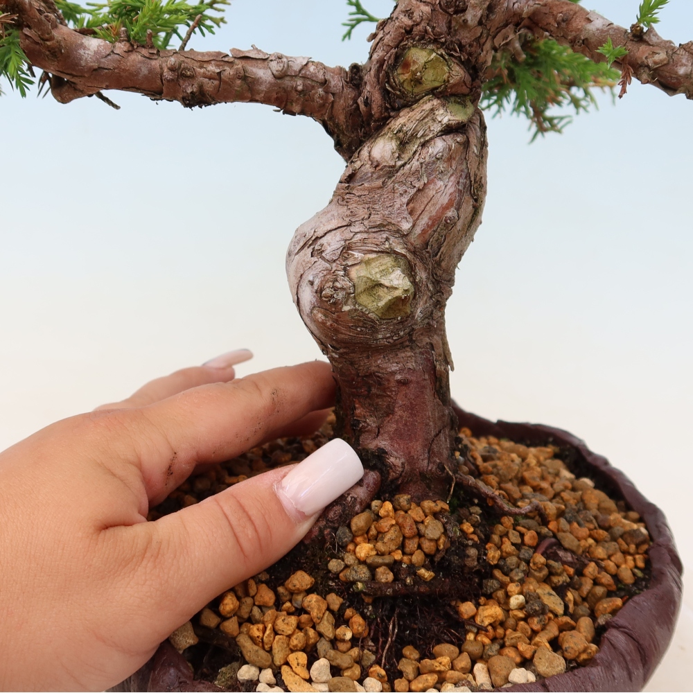 Vonkajší bonsaj - Juniperus chinensis Itoigawa