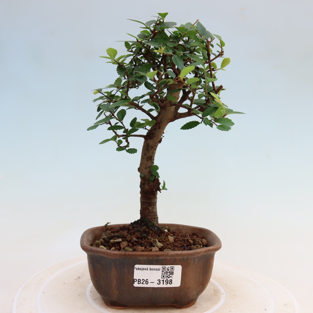 Izbový bonsaj - Ulmus parvifolia - brest malolistý