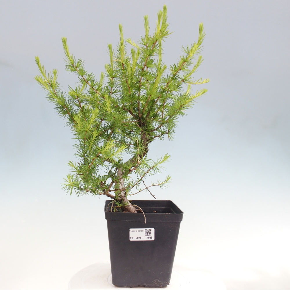 Vonkajšie bonsaje -Larix decidua - Smrekovec